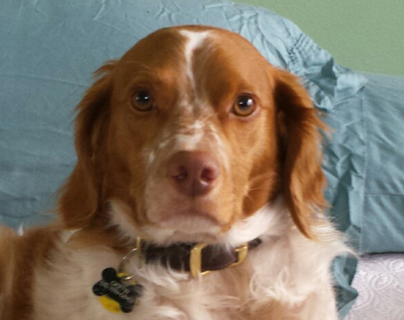 Original photo for Griffin